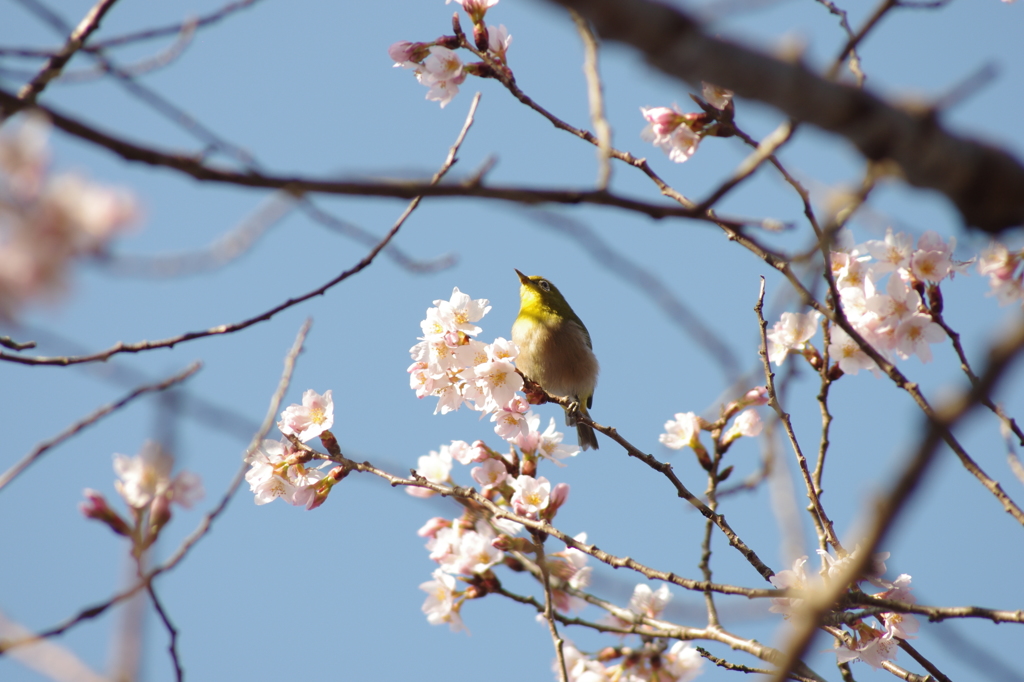 寒桜とメジロ