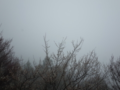 霧に咲く　弥生白梅　山深く