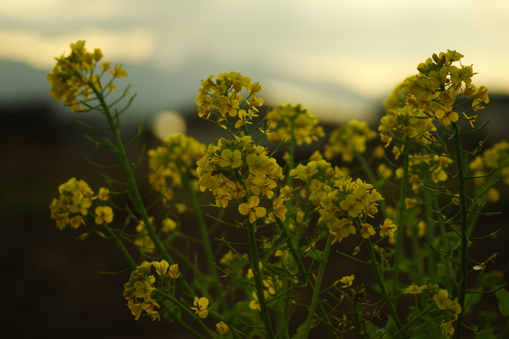 美味さ超え　咲く菜の花の　美に浸る