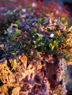 苔　照らされて　夕陽