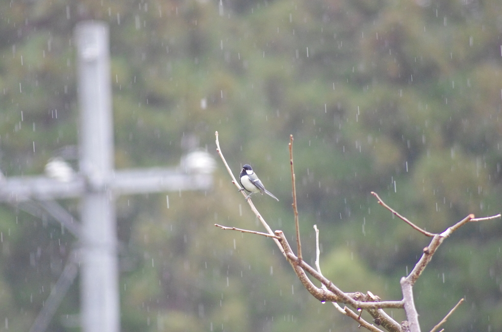 春雨じゃ　濡れて参ろと　四十雀