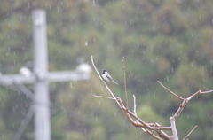 春雨じゃ　濡れて参ろと　四十雀
