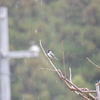 春雨じゃ　濡れて参ろと　四十雀