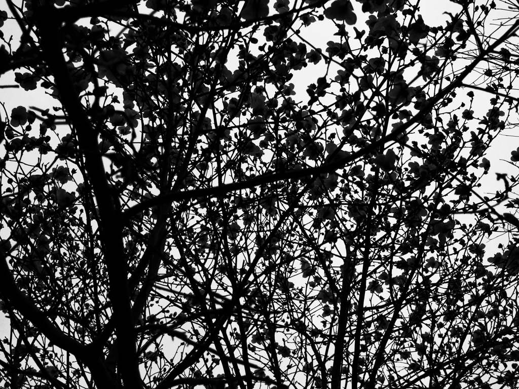 ハイコントラスト木蓮