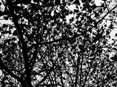 ハイコントラスト木蓮