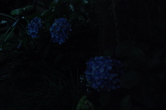 夜の紫陽花