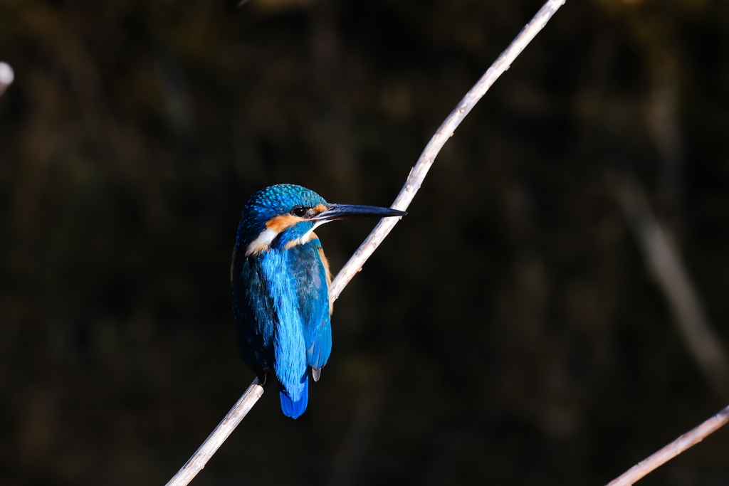 碧