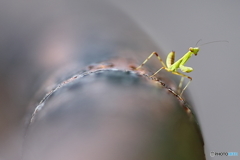 前ボケ～、チビカマからの、後ろボケ～♪