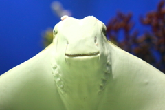 マリホ水族館