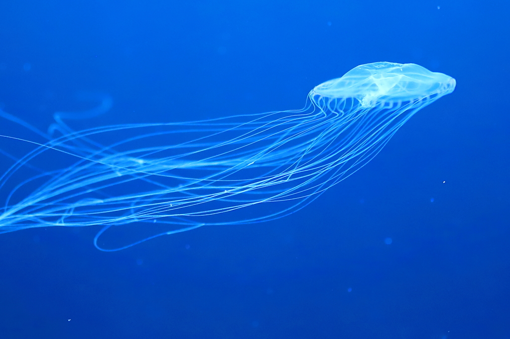 マリホ水族館　２回目