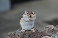 シマリス