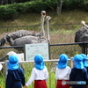 首が長い、キリンだぞ～♪