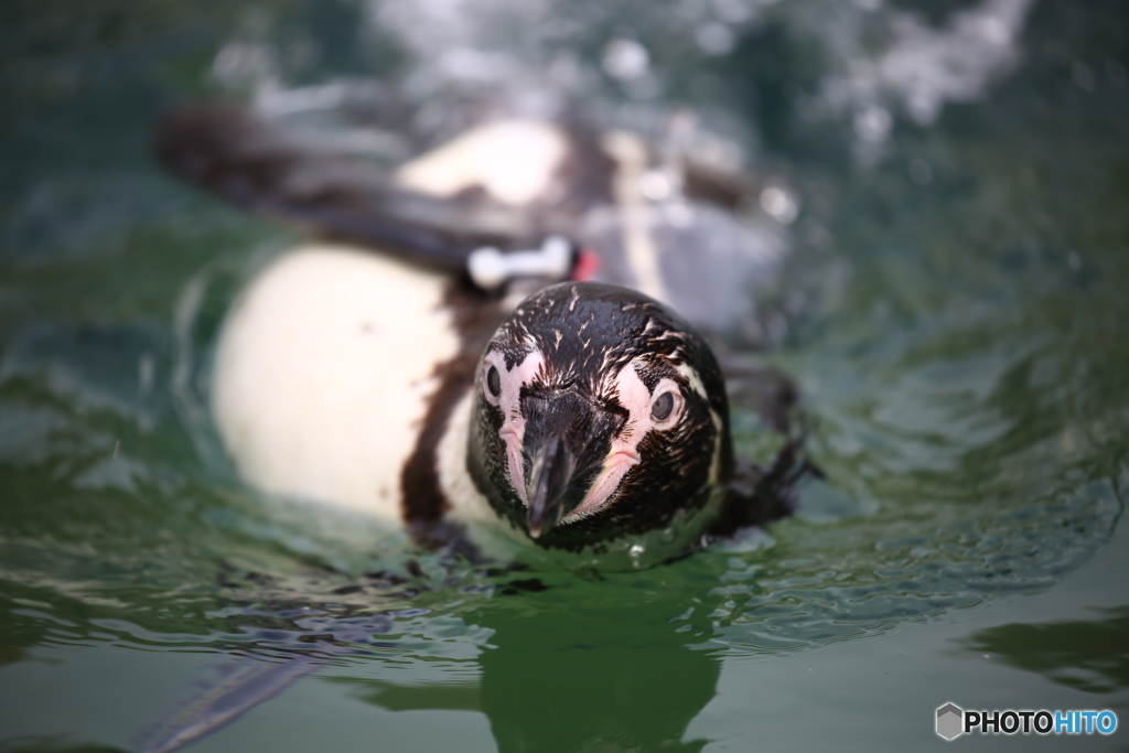 フンボルトペンギン