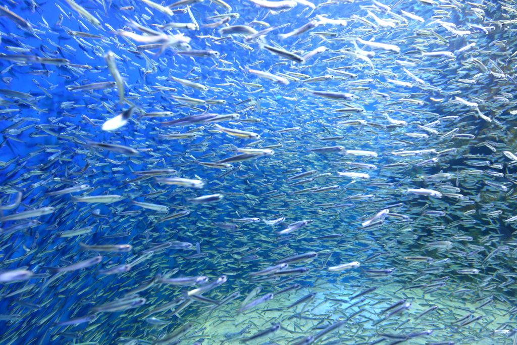 マリホ水族館