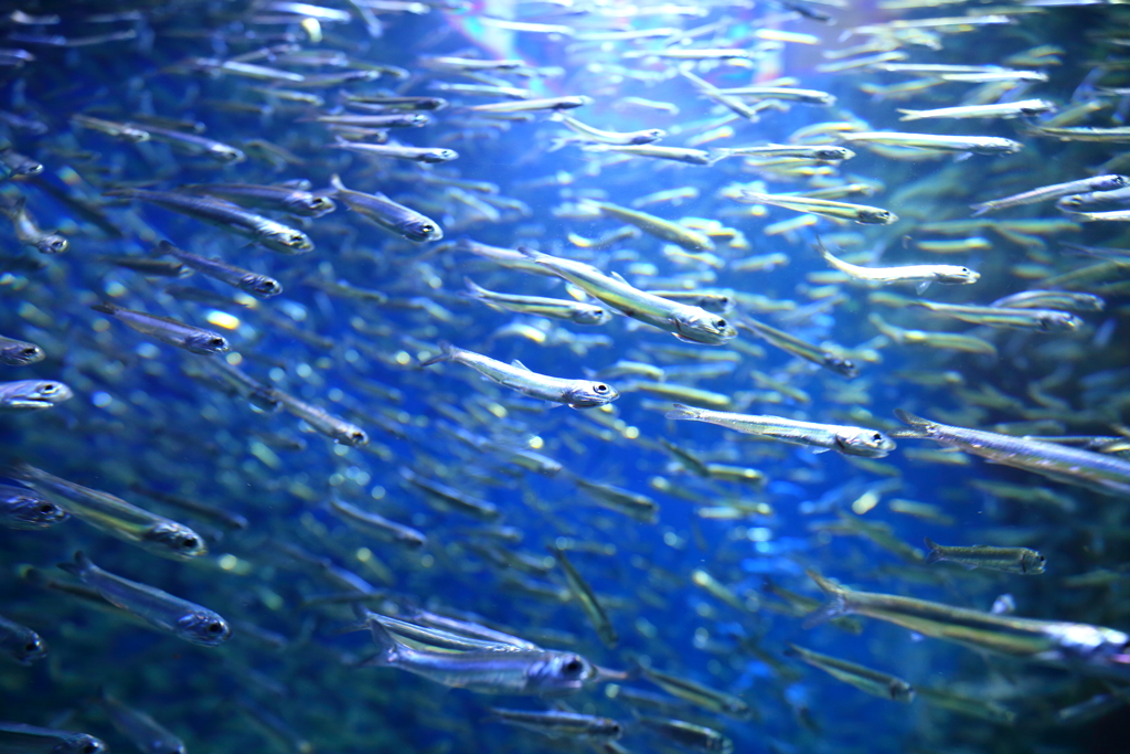 マリホ水族館