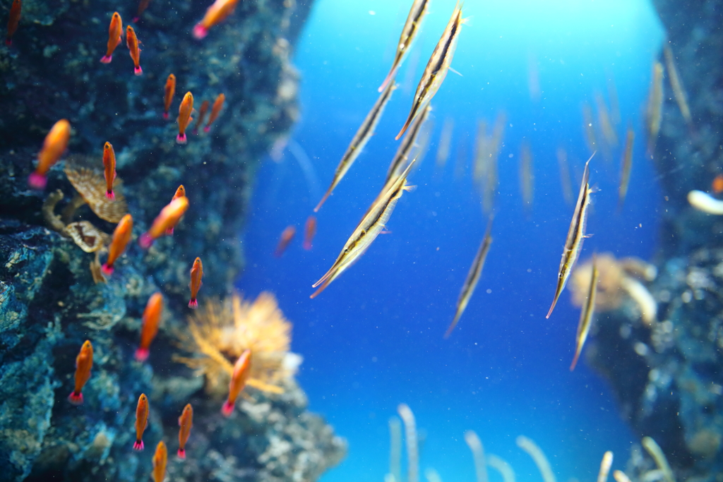 マリホ水族館　２回目