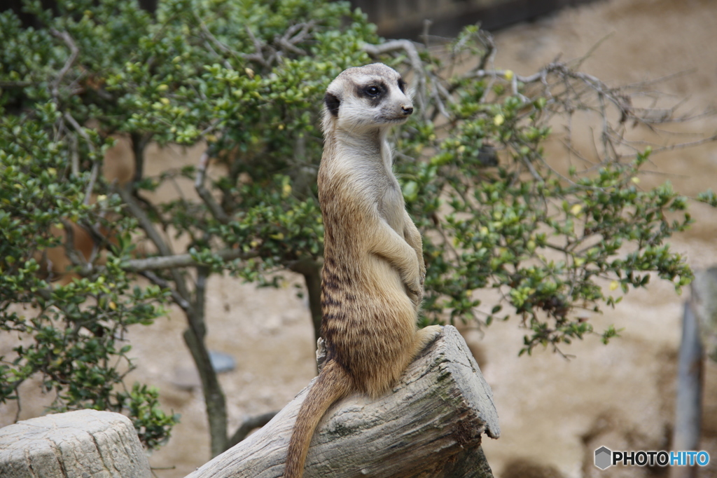 安佐動物園にて