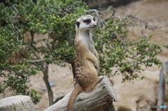 安佐動物園にて