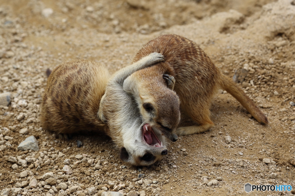 ミーアキャットのじゃれ合い