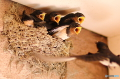 さーて、餌いる子は手を上げて～。