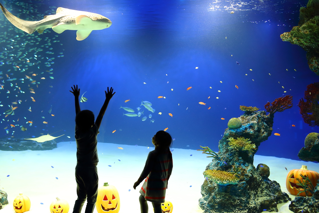 マリホ水族館　２回目