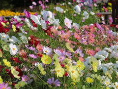 花風