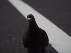 はとぽっぽー