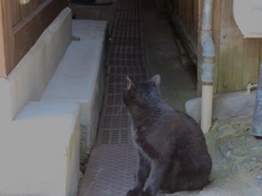 にゃんだ⁇
