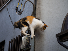 この猫はどこから来たのか、この猫は何者か、この猫はどこへ行くのか