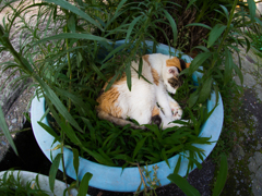 ネコの鉢植え