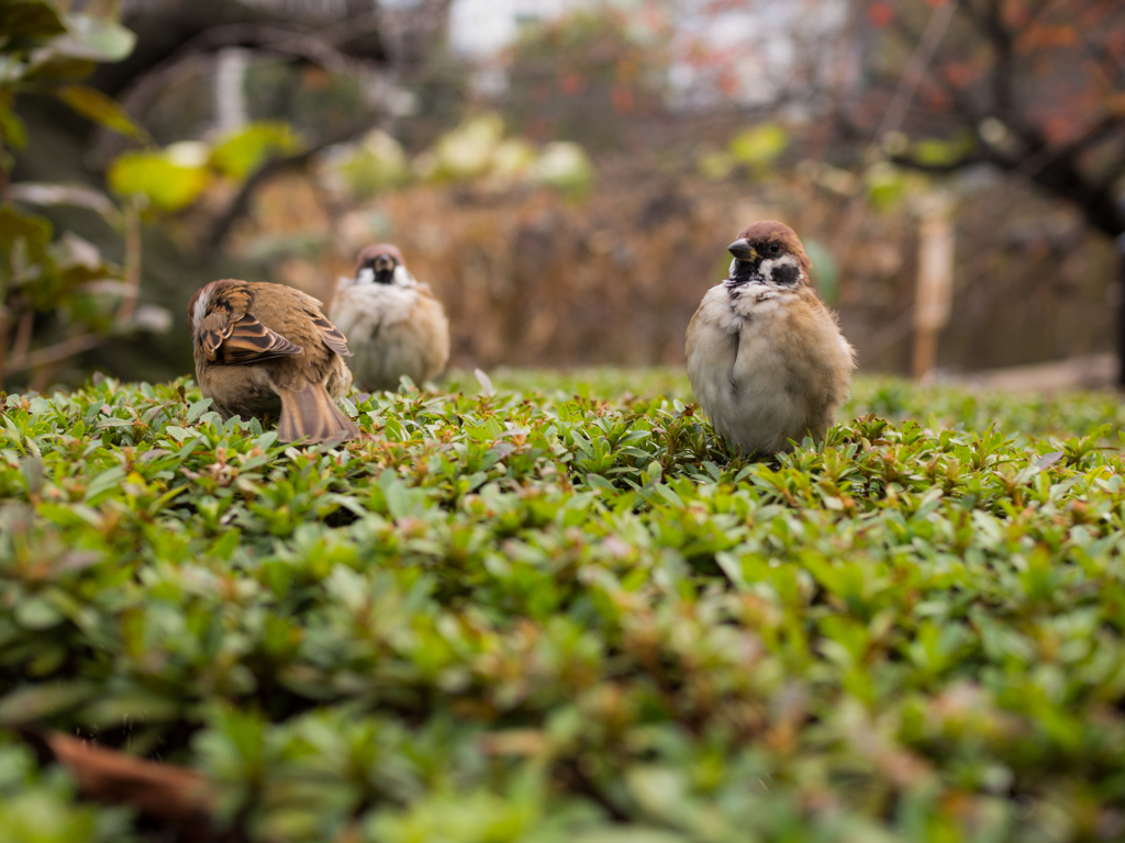 鳩胸