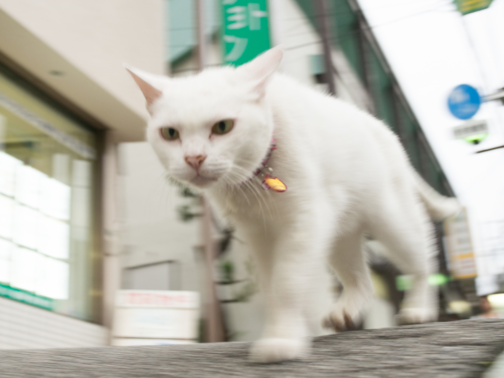よし、ついてこい。