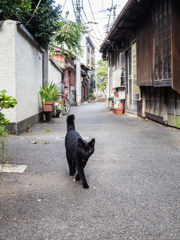 黒猫散歩