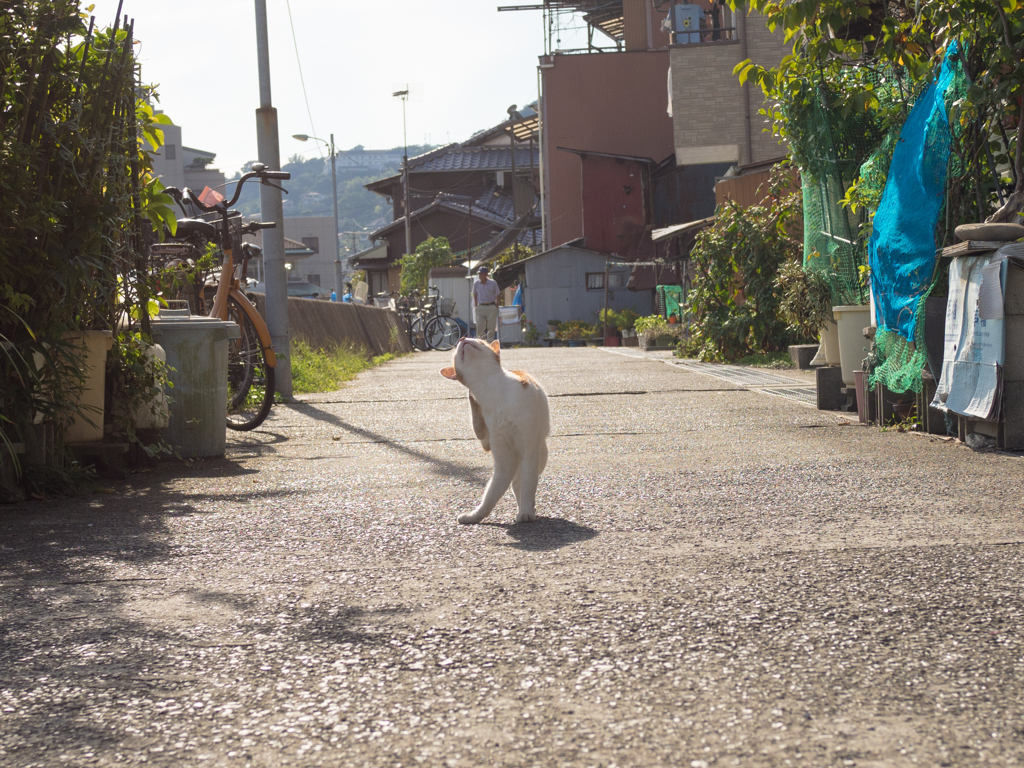 だーるーまーさーんーがー転んだっ