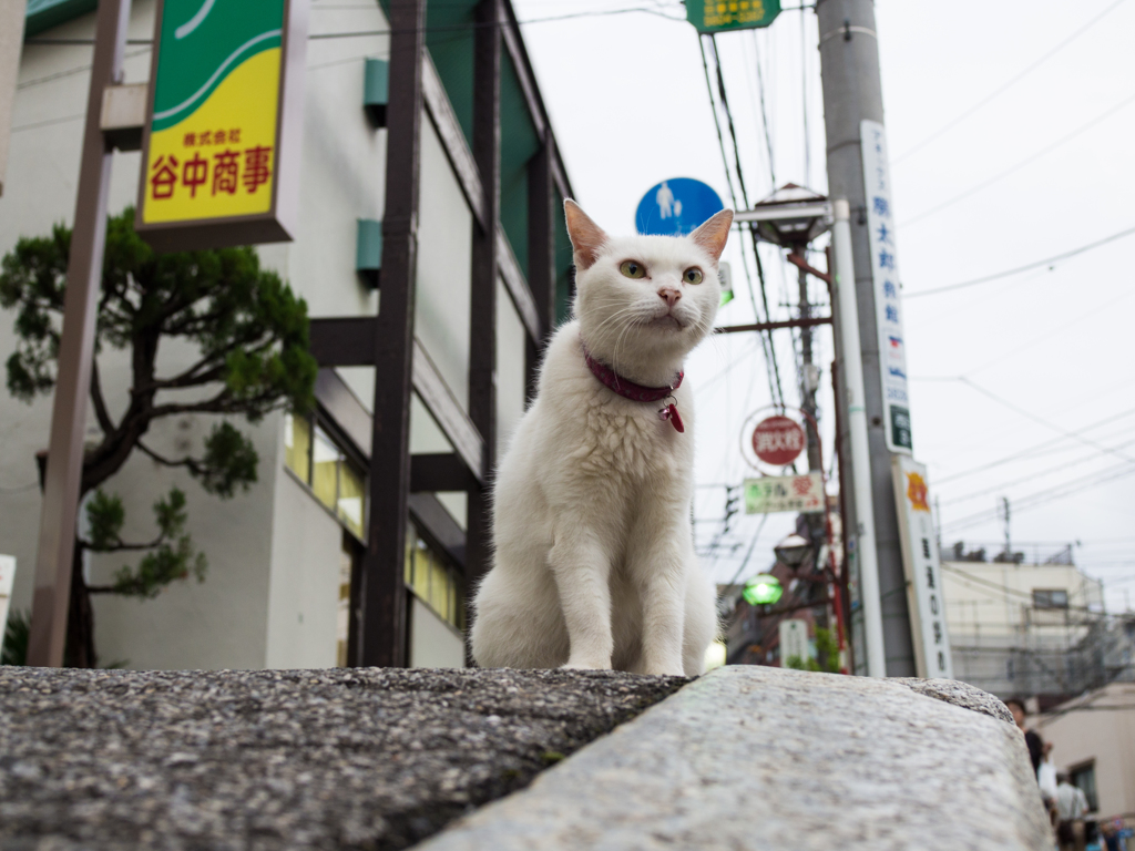 偵察中