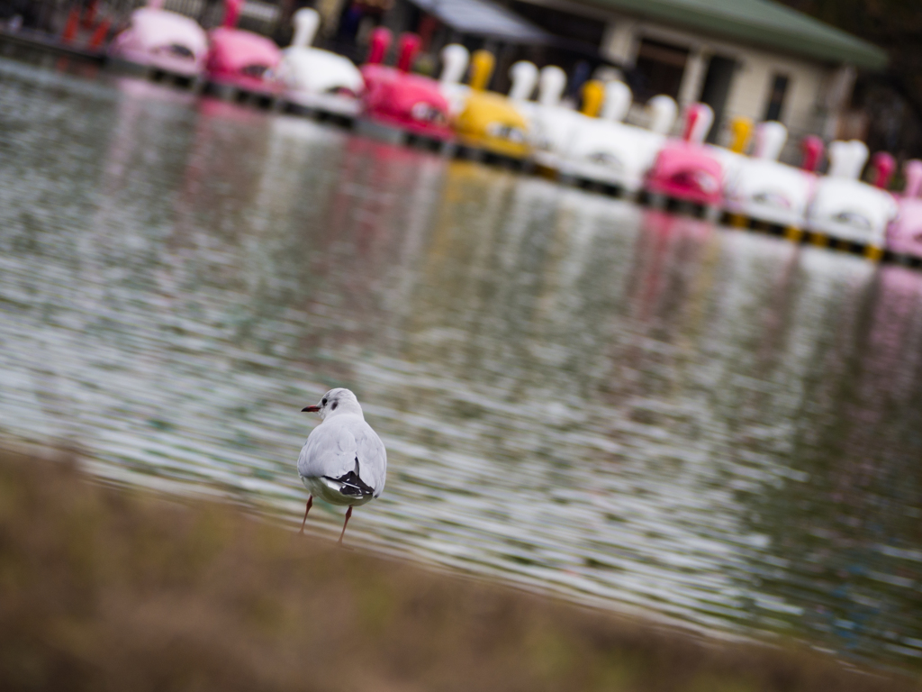 鳥たち