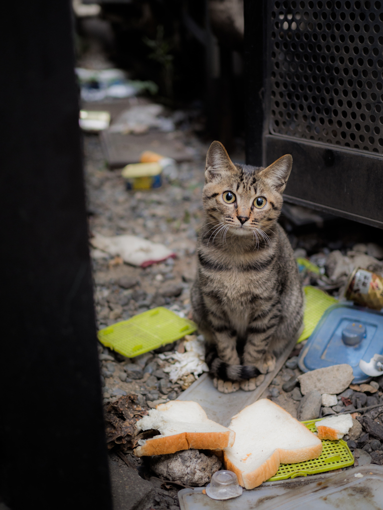 野良猫