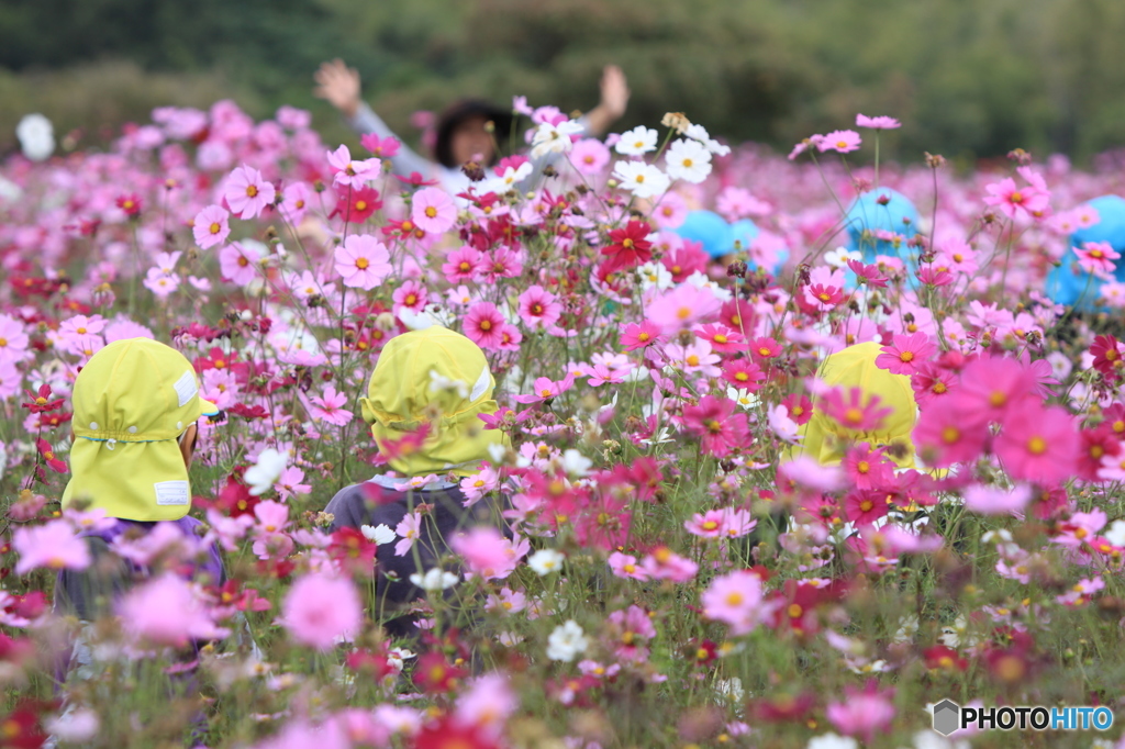 秋桜