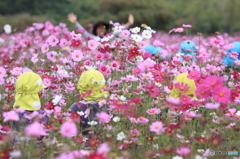 秋桜