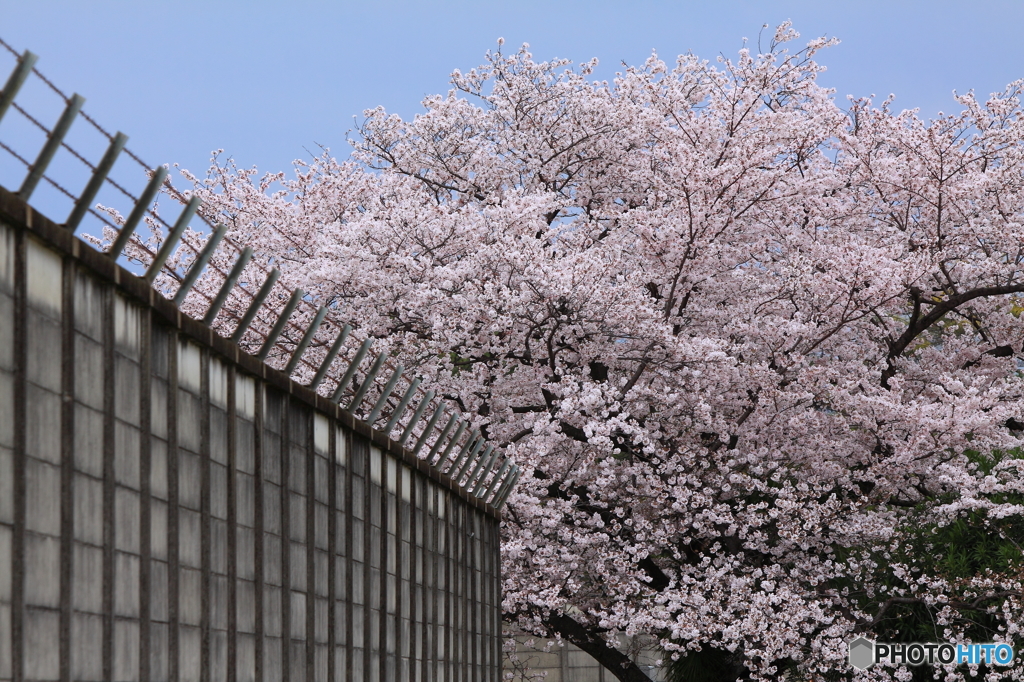 sakura