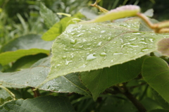 雨上がり