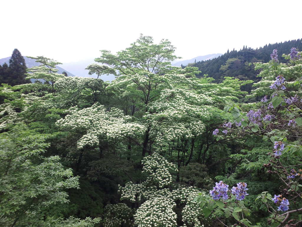 大通り峠