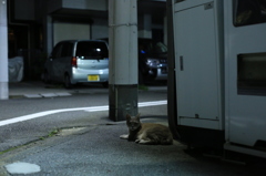 夜道に佇む猫