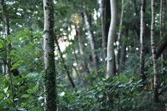 高尾山にてブナの森林