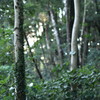 高尾山にてブナの森林