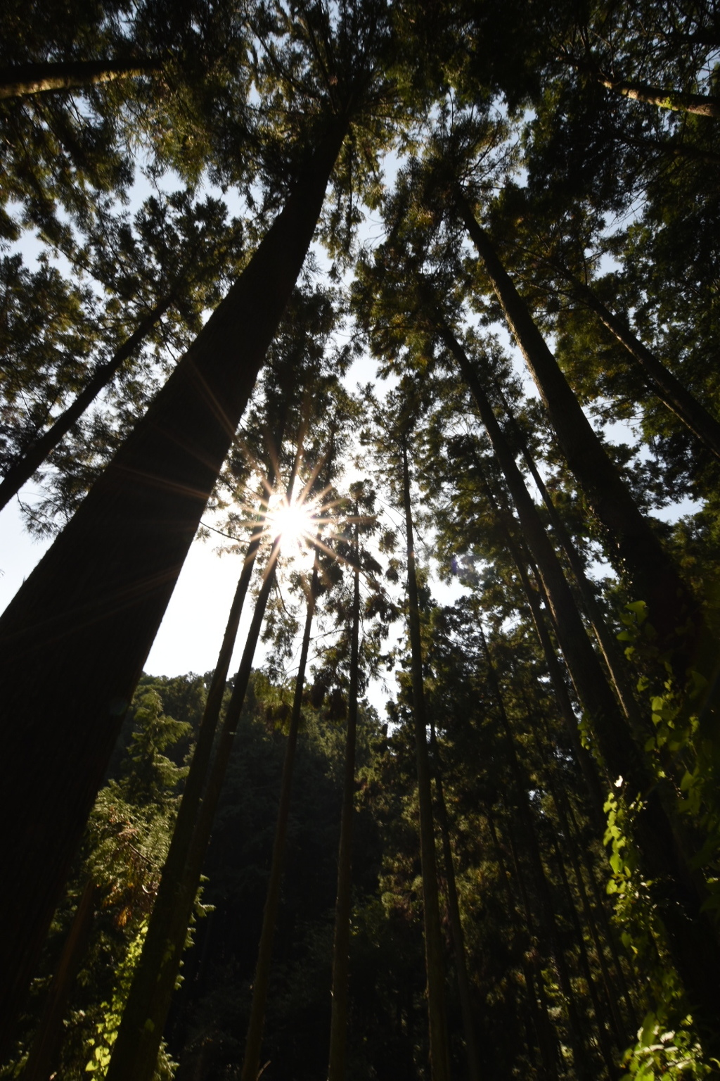 金勝山の森林から