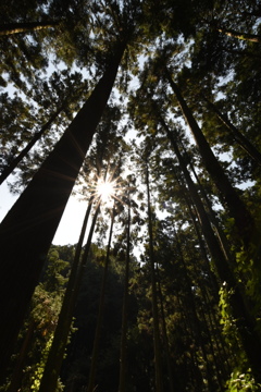 金勝山の森林から
