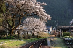 夕日の当たる桜