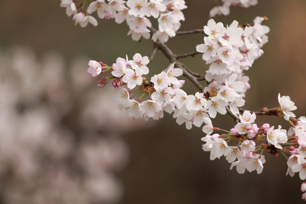 桜