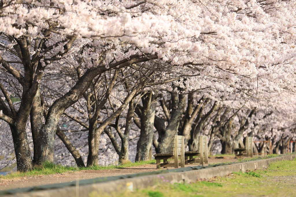 桜とベンチ